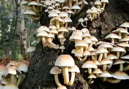 सुर्खेतमा जङ्गली च्याउ खाँदा ४० वर्षीया  कोशिला पौडेल बिरामी